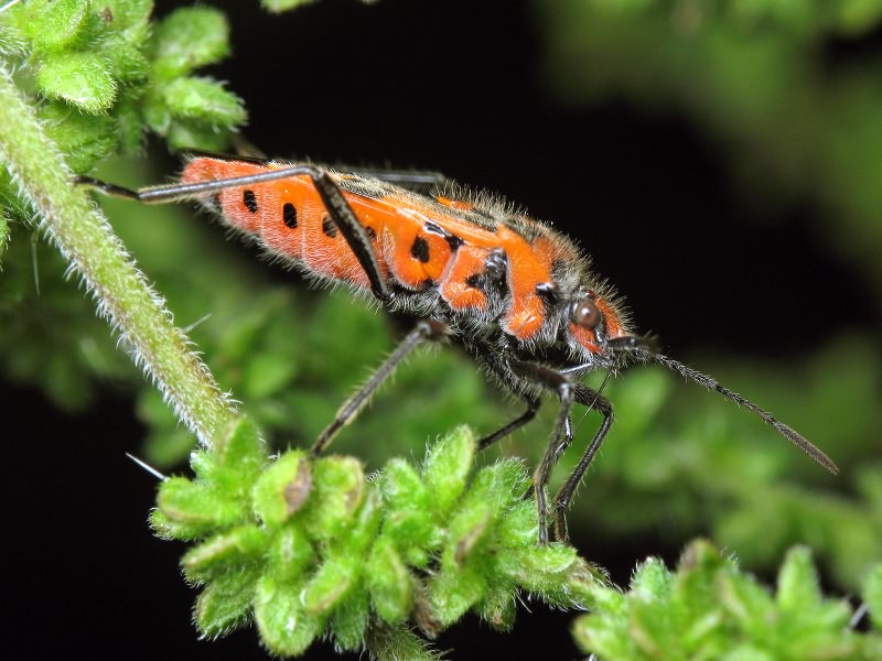Corizus hyoscyami (Linnaeus, 1758)